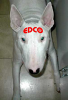 Edco Mascot Willie the BullTerrier