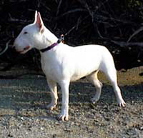 Willie the Bull Terrier