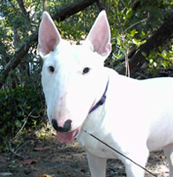 Bull Terrier Wilie