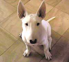 Baby Willie the Bull Terrier