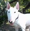 Bull Terrier Willie